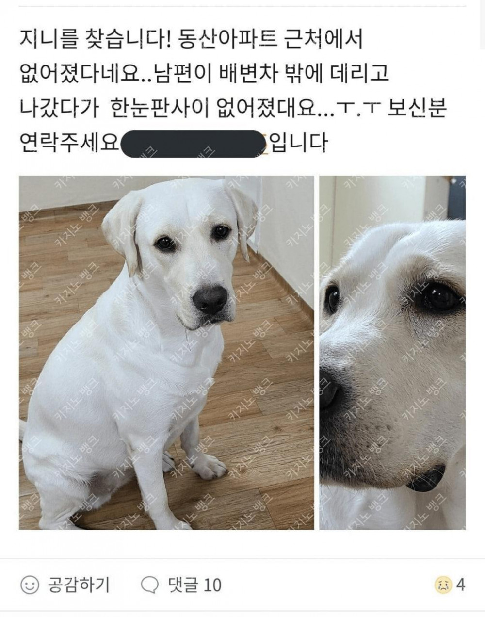 집나간 댕댕이가 간 곳ㅋㅋㅋㅋㅋ