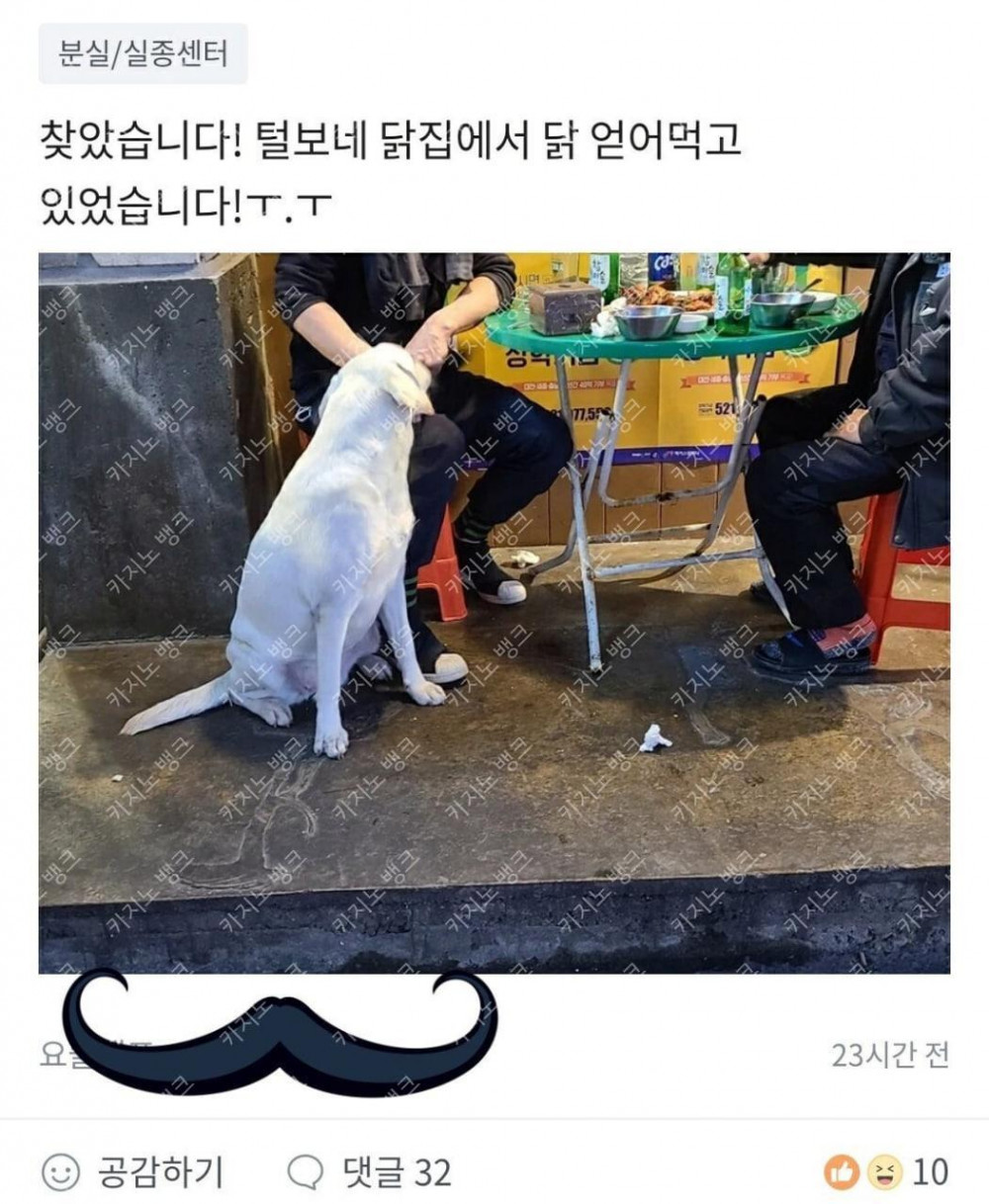 집나간 댕댕이가 간 곳ㅋㅋㅋㅋㅋ